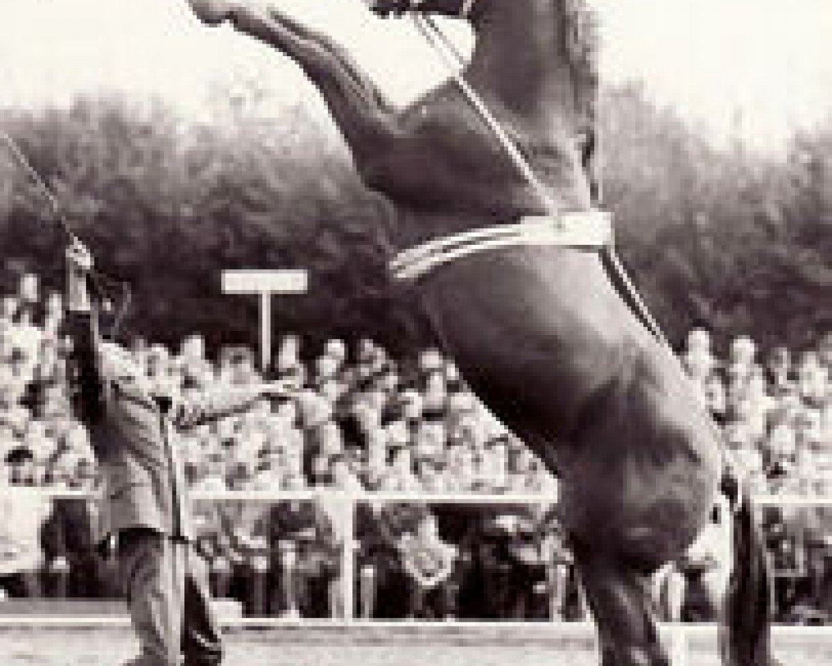 Deckhengst Dirigent (Trakehner, 1964, von Almanach)