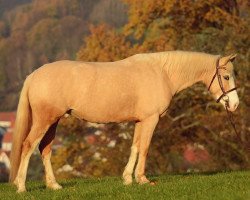 jumper Falbala (German Riding Pony, 2015, from Creme Brulee v.H.)