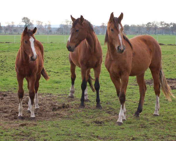 broodmare Lilli (Oldenburg, 2014, from Zapateado 128 FIN)