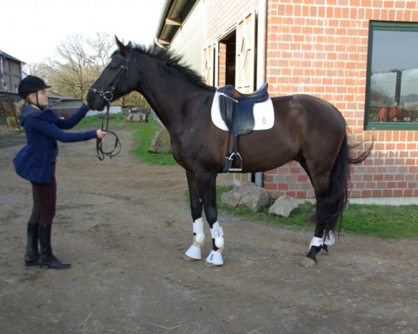 Pferd Fürst Fernet (Oldenburger, 2007, von Fernet)