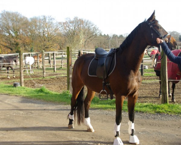horse Wallach von Fidertanz x De Niro (Oldenburg, 2010, from Fidertanz)