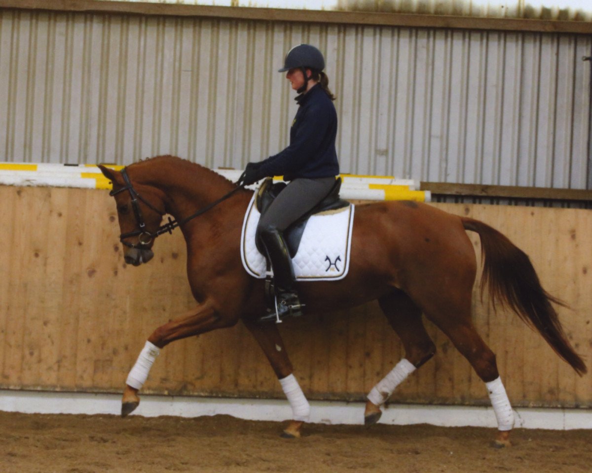 horse Stute von Fürst Rousseau x Latimer (Hanoverian, 2010, from Fuerst Rousseau)