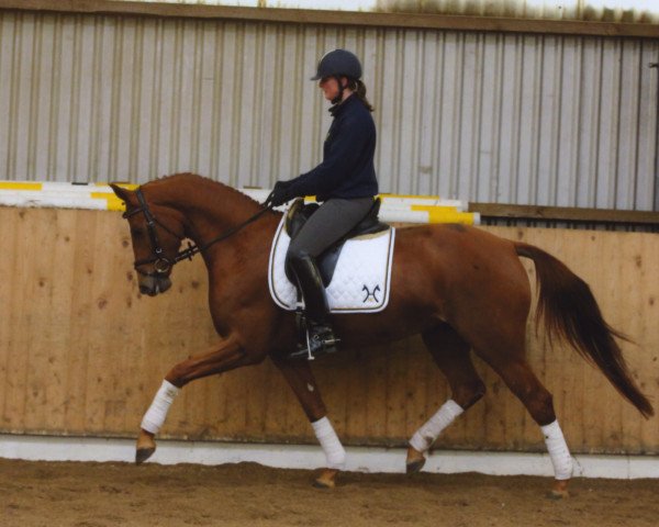 horse Stute von Fürst Rousseau x Latimer (Hanoverian, 2010, from Fuerst Rousseau)