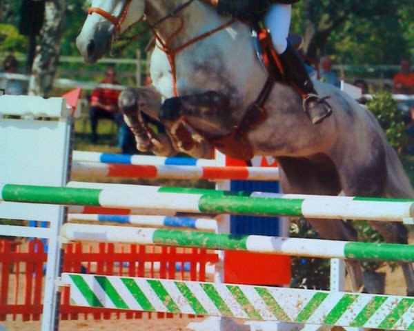 horse Paddington 71 (KWPN (Royal Dutch Sporthorse), 1997, from Peter Pan)