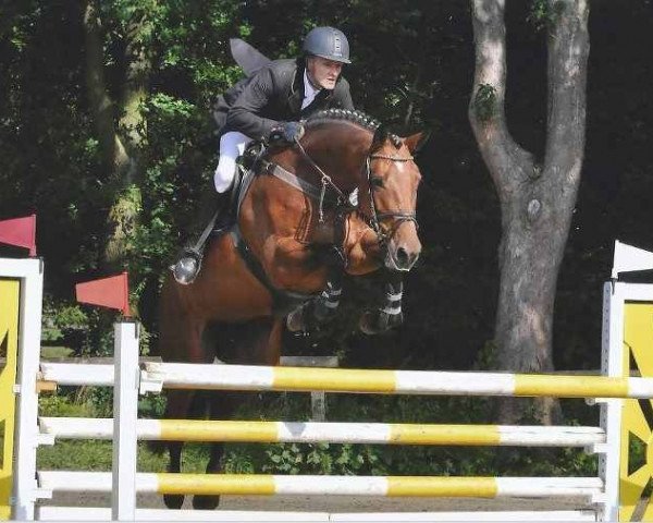 broodmare Unique 75 (Holsteiner, 2004, from Limbus)