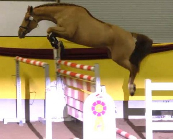 jumper PBM City Lady (Württemberger, 2009, from Cleverboy)