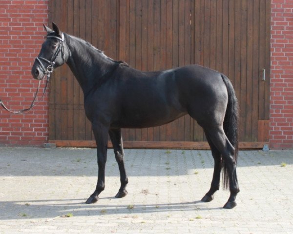 Zuchtstute Georgina 189 (Oldenburger, 2009, von Swarovski)