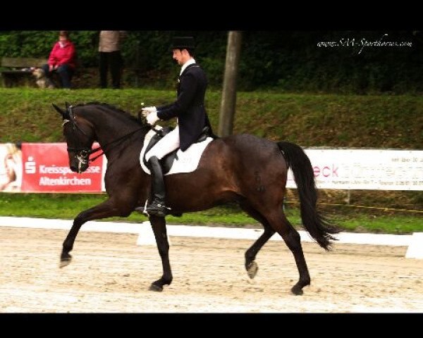 dressage horse Rudolpho 15 (Oldenburg, 2005, from Rubinero 2)