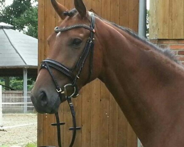 dressage horse Rude Boy S (Westphalian, 2010, from Rock Forever NRW)
