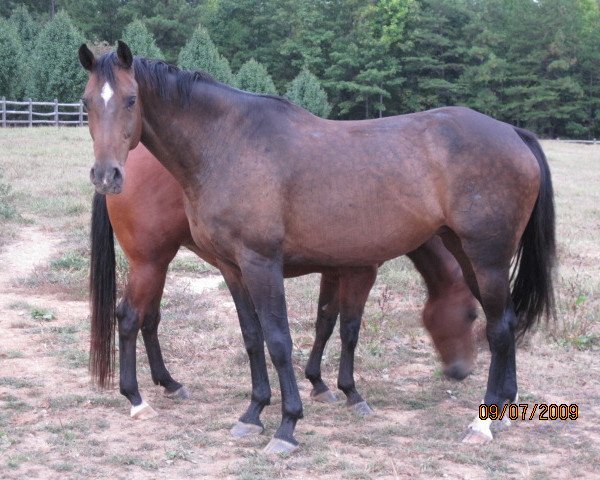 broodmare N Calandra (Holsteiner, 1998, from Calando I)