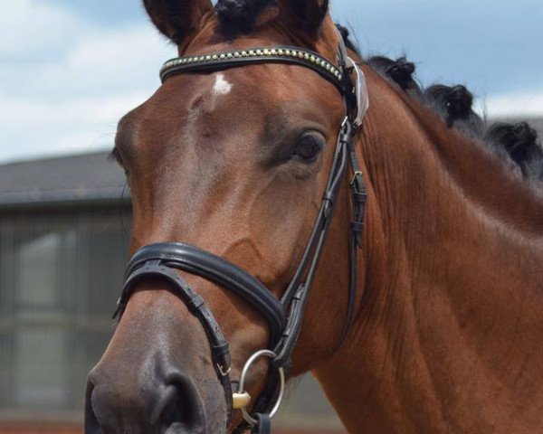 broodmare Finesse 336 (Westphalian, 2010, from Flatrate)