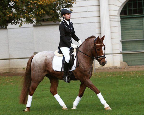 jumper Wesselby vM (German Riding Pony, 2010, from Kooihuster Wessel)