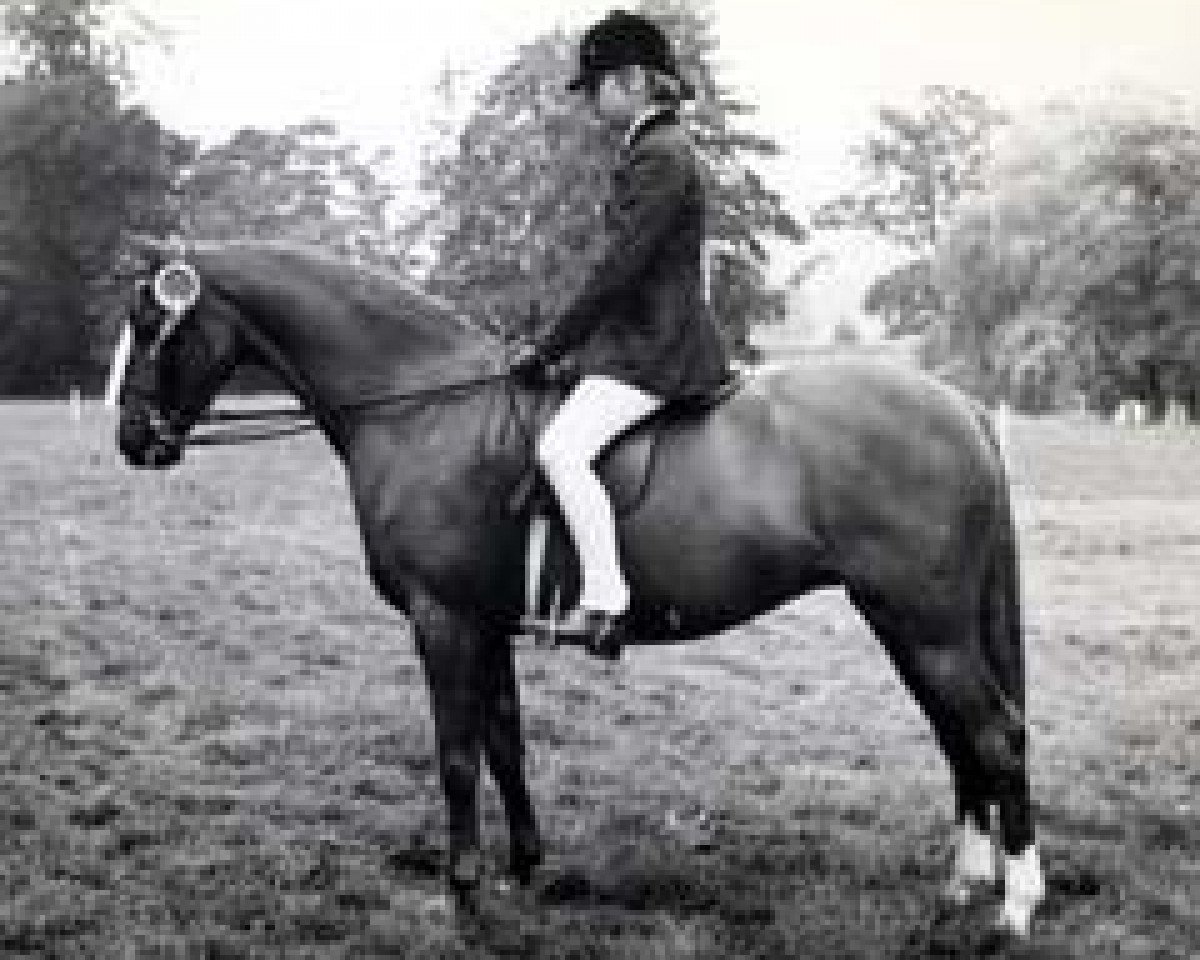 broodmare Sarnau Venus (British Riding Pony, 1964, from Bwlch Valentino)