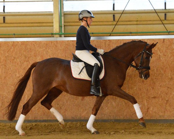 Dressurpferd Gracy Lou (Deutsches Reitpony, 2010, von Gandalf)