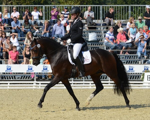 stallion Dreamer 46 (German Riding Pony, 2011, from Dance Star AT NRW)