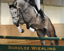 Springpferd Condor 599 (Deutsches Reitpferd, 2010, von Cadillac)