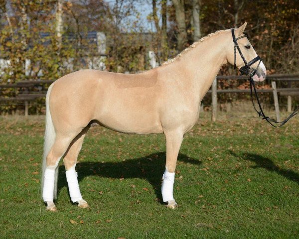 dressage horse White Socks 35 (German Riding Pony, 2008, from White Gold B)
