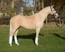 dressage horse White Socks 35 (German Riding Pony, 2008, from White Gold B)