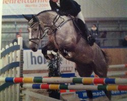 jumper Atlanta 527 (German Warmblood, 2009, from American Pie)