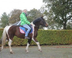 jumper Kohinoor Damson Queen (Welsh Partbred, 2011, from Glantraeth Welsh Treasure)