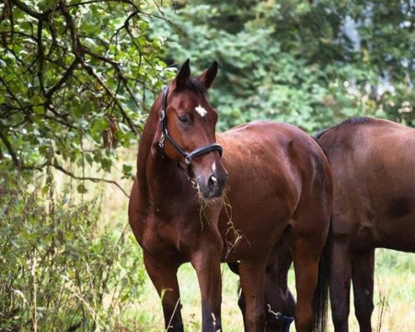 dressage horse Dusty Twonelly (German Warmblood, 2001, from Dark Rubin)