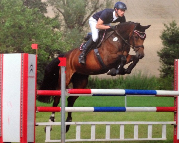 broodmare Aida Diva 3 (Holsteiner, 2008, from Concetto)