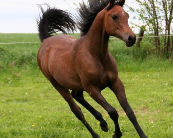 horse Al Adyn (Arabian purebred, 2011, from Shaklan Ibn Bengali ox)