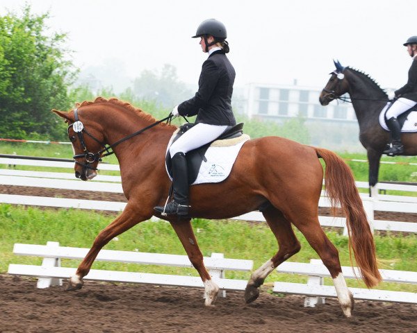 dressage horse Dancing Boy M (German Riding Pony, 2010, from Dance Star AT NRW)