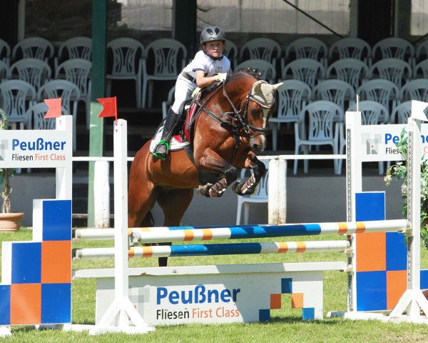 dressage horse Terbofens Contendro (German Riding Pony, 2008, from Charivari)