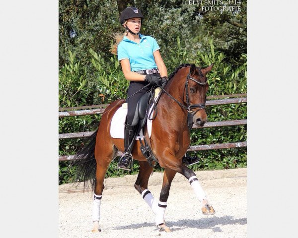 Pferd Kooihusters Keimpe (Deutsches Reitpony, 2003, von Leuns Veld's Lord) - Foto: Elvi Smits