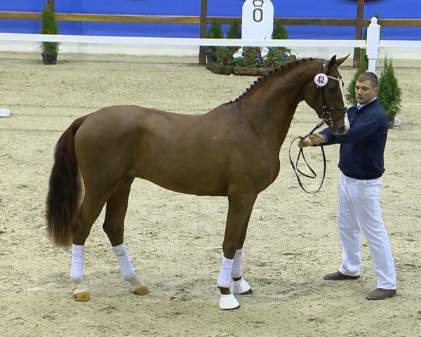 stallion Elholms Bonito (Danish Warmblood, 2012, from Boegegaardens Boney M)