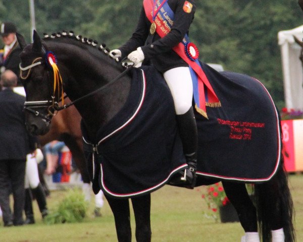 Deckhengst Popcorn WE (Deutsches Reitpony, 2006, von Plaisier)