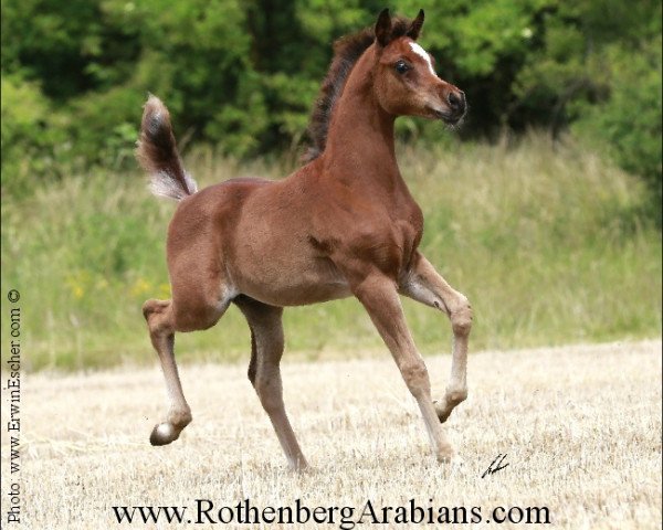 horse GR Mahal ox (Arabian purebred, 2014, from GR Lahab EAO) horse GR Mahal ox (Arabian purebred, 2014, from GR Lahab EAO)