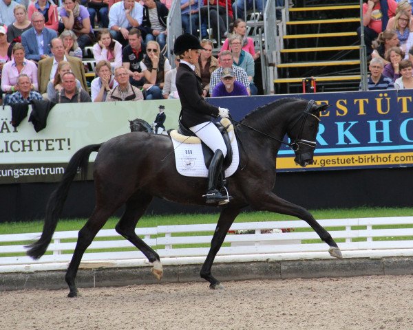 broodmare Saphira Royal 2 (Rhinelander, 2009, from San Amour I)