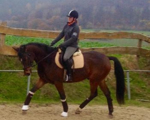 horse Wallach von Sandro Bedo (Westphalian, 2011, from Sandro Bedo)
