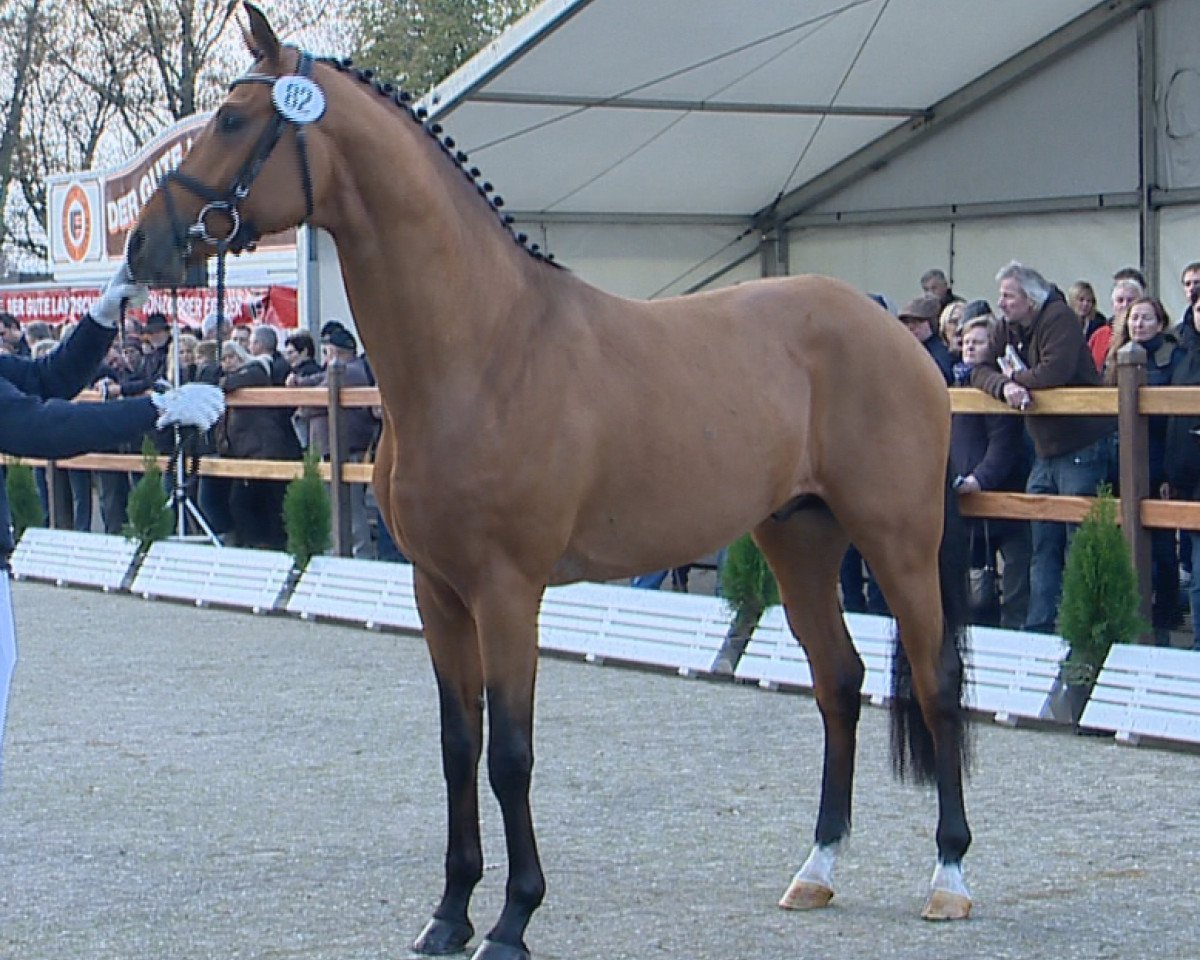 stallion Blue Hors Zalabaster (Oldenburg, 2012, from Zack)