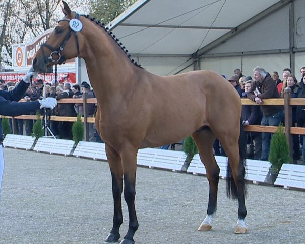 Deckhengst Blue Hors Zalabaster (Oldenburger, 2012, von Zack)