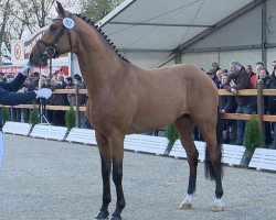 Deckhengst Blue Hors Zalabaster (Oldenburger, 2012, von Zack)