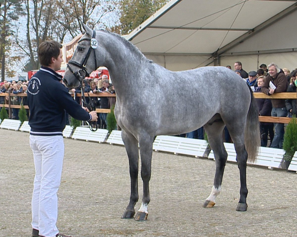 Deckhengst Twilight 35 (Zangersheide Reitpferd, 2012, von Toulon)