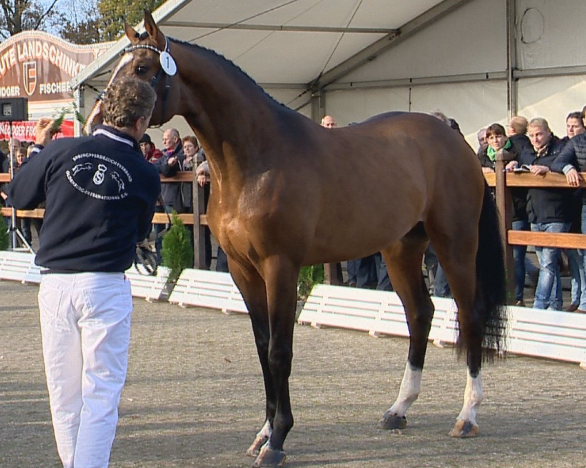horse Hengst von Acodetto I (Holsteiner, 2012, from Acodetto I)