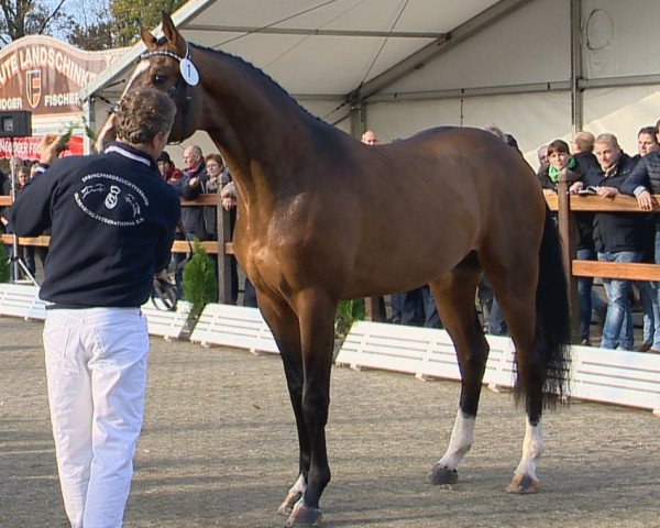 Pferd Hengst von Acodetto I (Holsteiner, 2012, von Acodetto I)