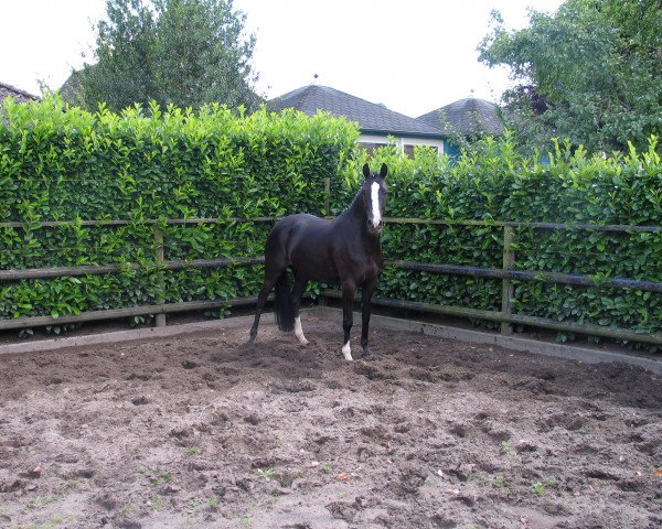 broodmare Grandess (Oldenburg, 1992, from Grannus)