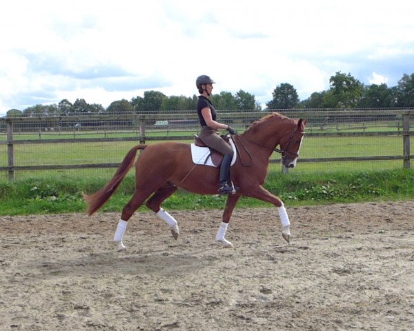 dressage horse Lilitho (Hanoverian, 2008, from Lauries Crusador xx)