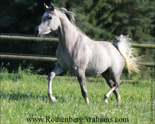 broodmare GR Mahrabi EAO (Arabian purebred, 2012, from GR Lahab EAO)