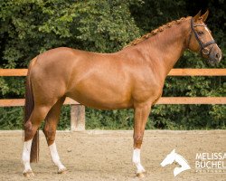 broodmare Equinox 12 (Westphalian, 2008, from Estobar NRW)