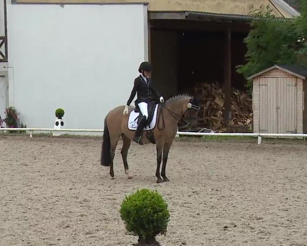 Reitturnier Hof-Haidt 2021