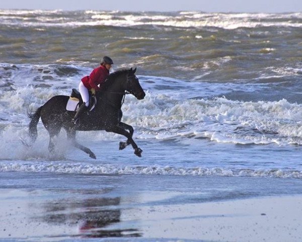 horse Silvia (KWPN (Royal Dutch Sporthorse), 1999, from Lester)