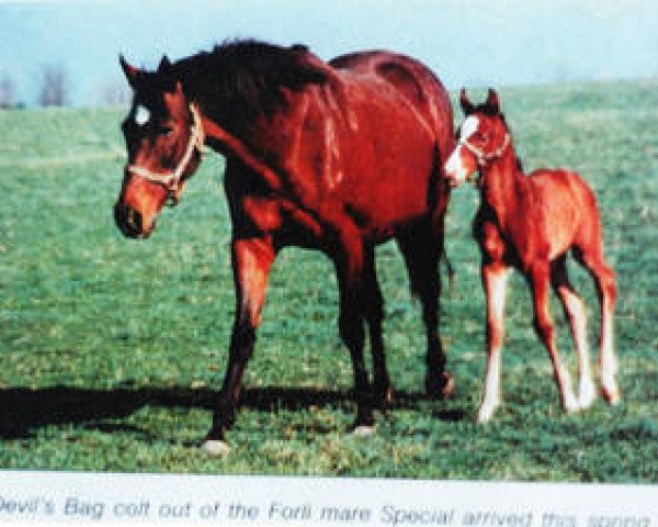 broodmare Special xx (Thoroughbred, 1969, from Forli xx)