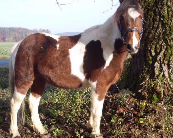 Pferd Fabina (Deutsches Reitpony, 2006)