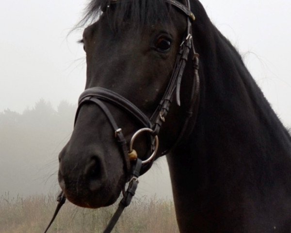 horse Sandokan (Oldenburg, 2011, from Sarkozy 3)